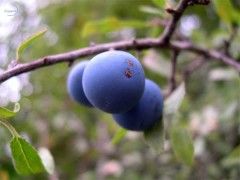 Foto Noticia Arándanos para las infecciones de orina